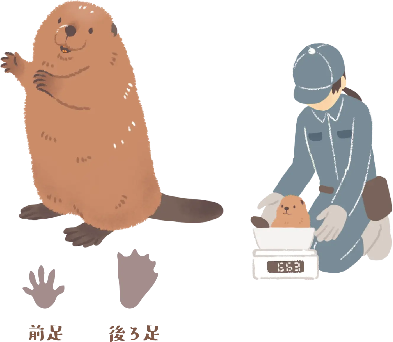 アメリカビーバーと飼育員のイラスト、前足と後ろ足の足跡