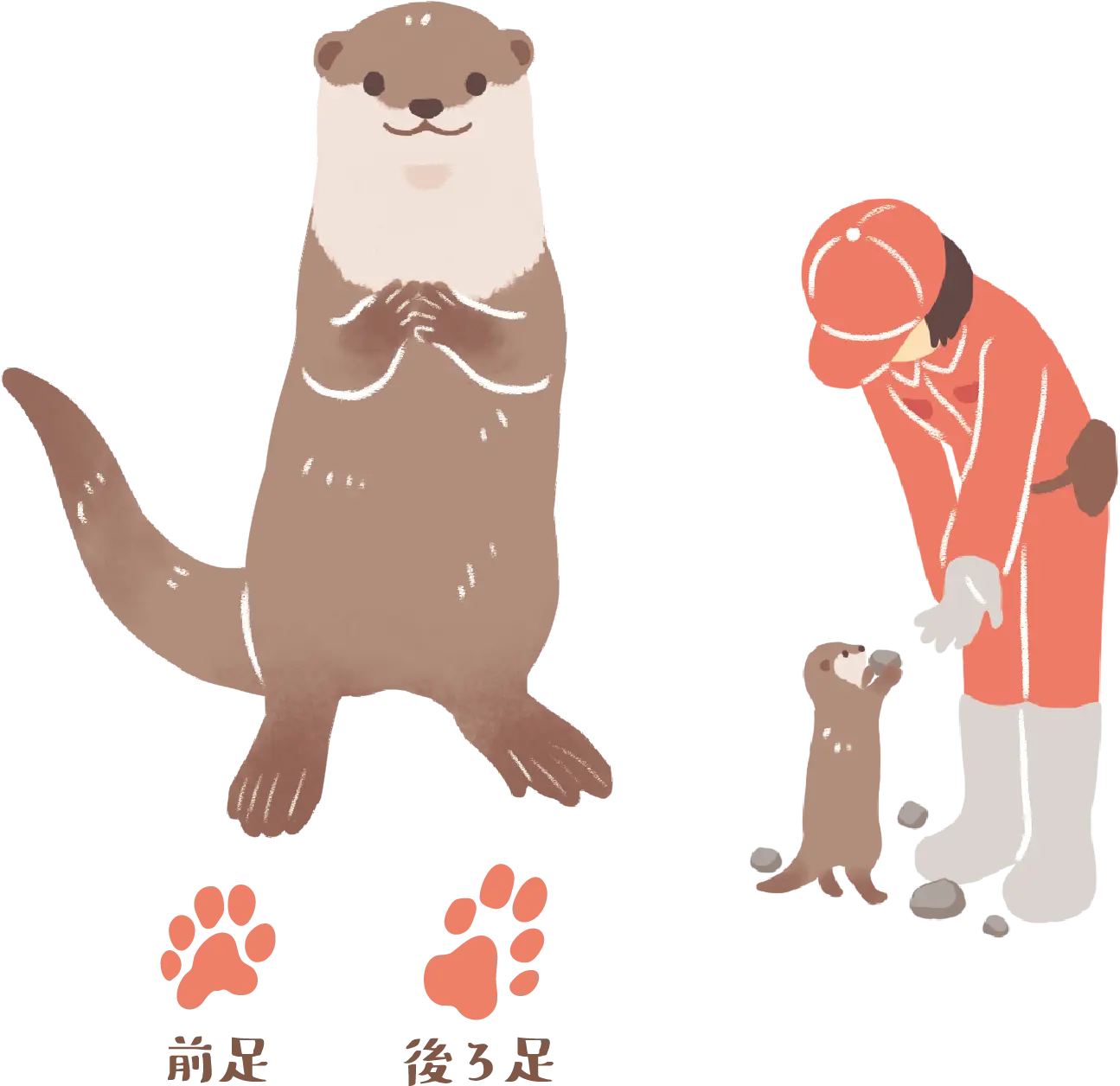 コツメカワウソと飼育員のイラスト、前足と後ろ足の足跡