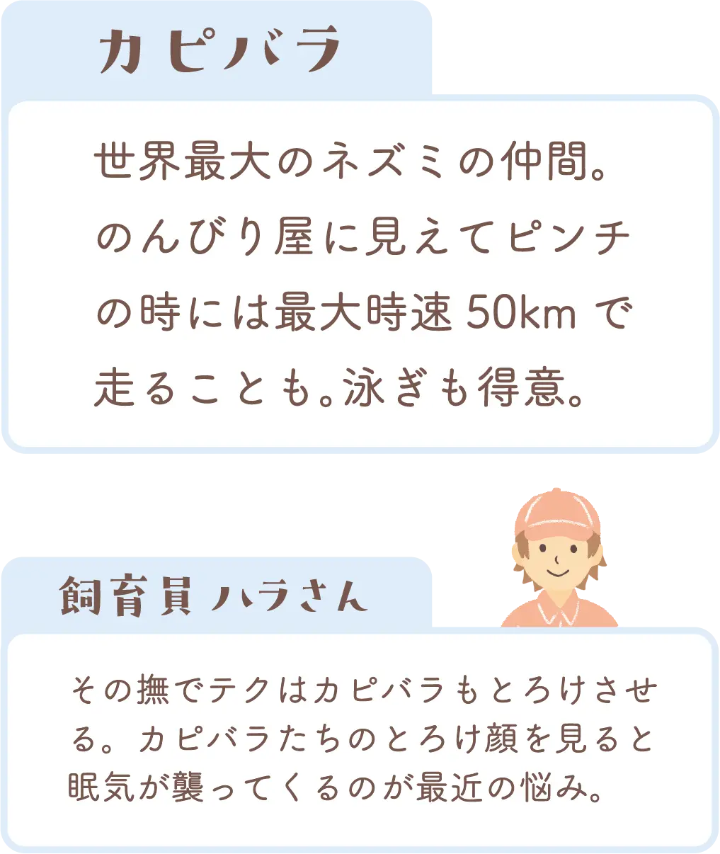 カピバラの紹介と飼育員コメント