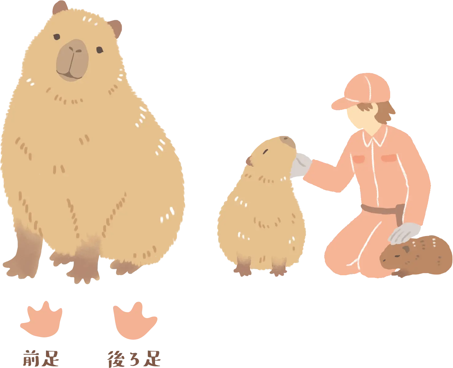 カピバラと飼育員のイラスト、前足と後ろ足の足跡