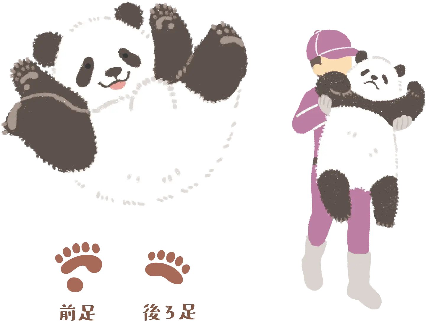 ジャイアントパンダと飼育員のイラスト、前足と後ろ足の足跡
