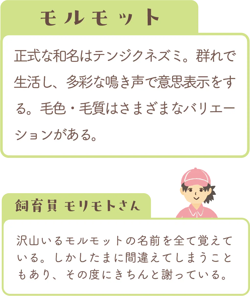 モルモットの紹介と飼育員コメント