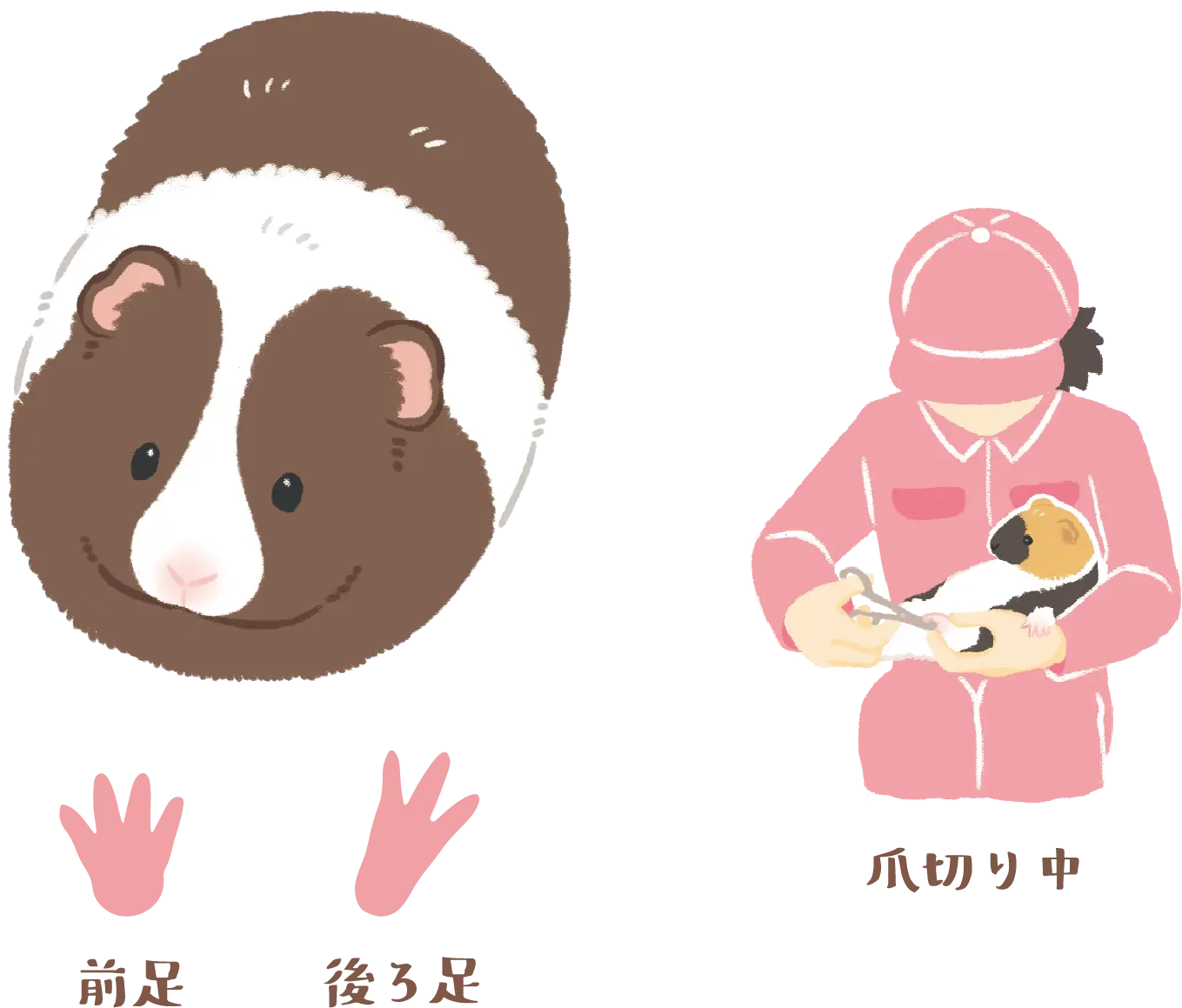 モルモットと飼育員のイラスト、前足と後ろ足の足跡