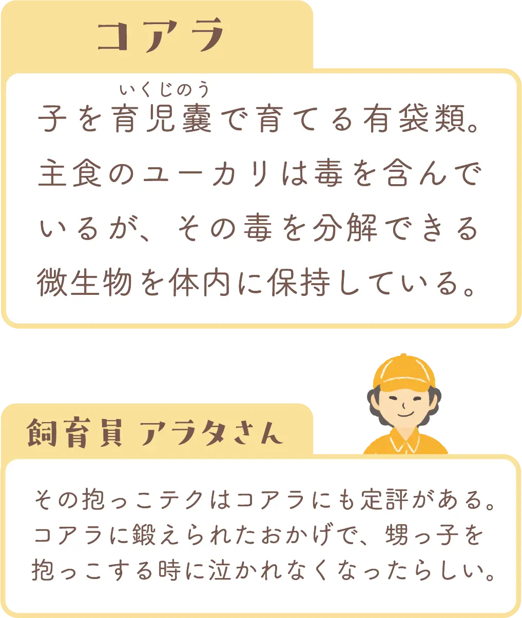 コアラの紹介と飼育員アラタさんのコメント