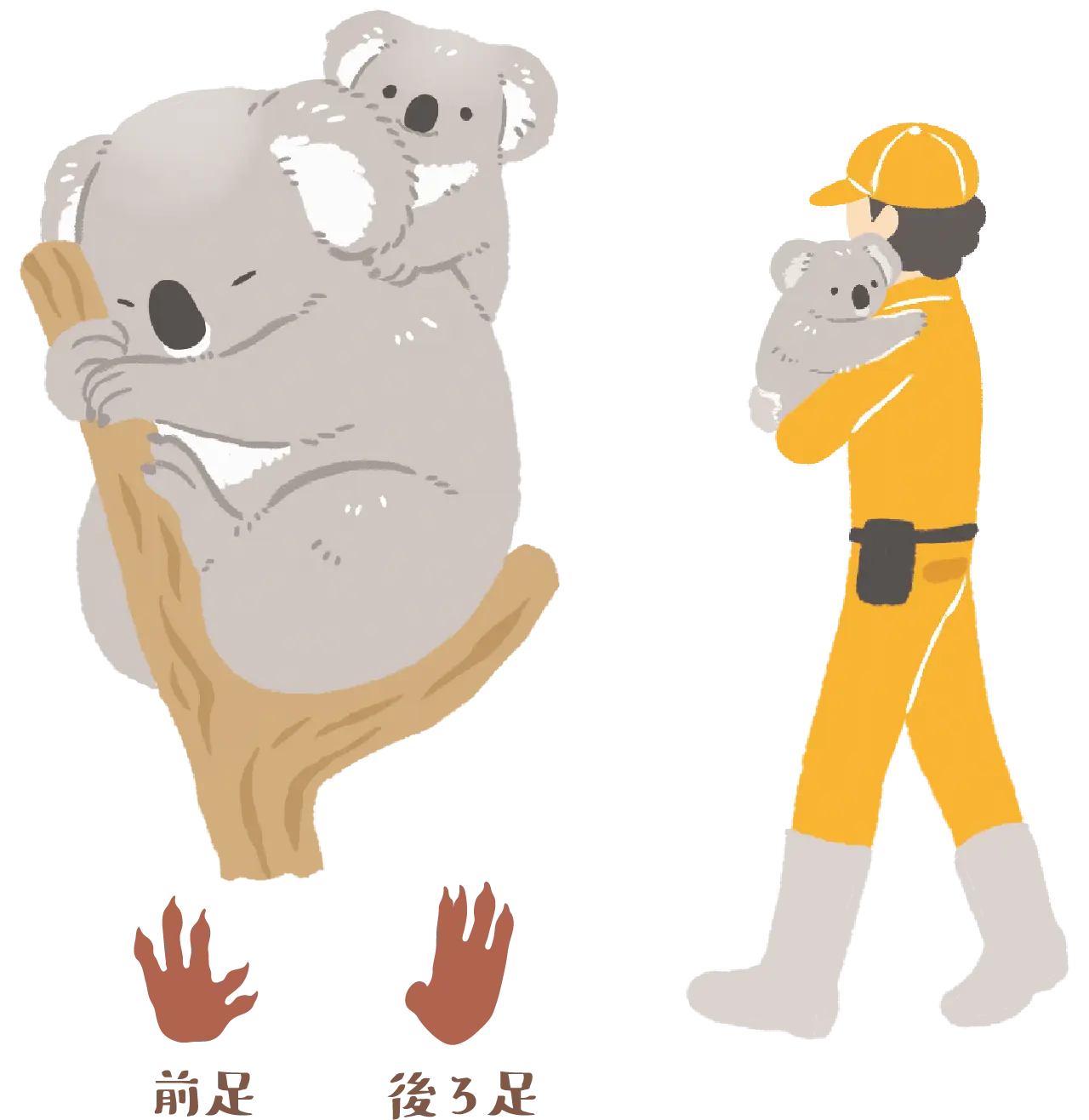 コアラと飼育員のイラスト、前足と後ろ足の足跡