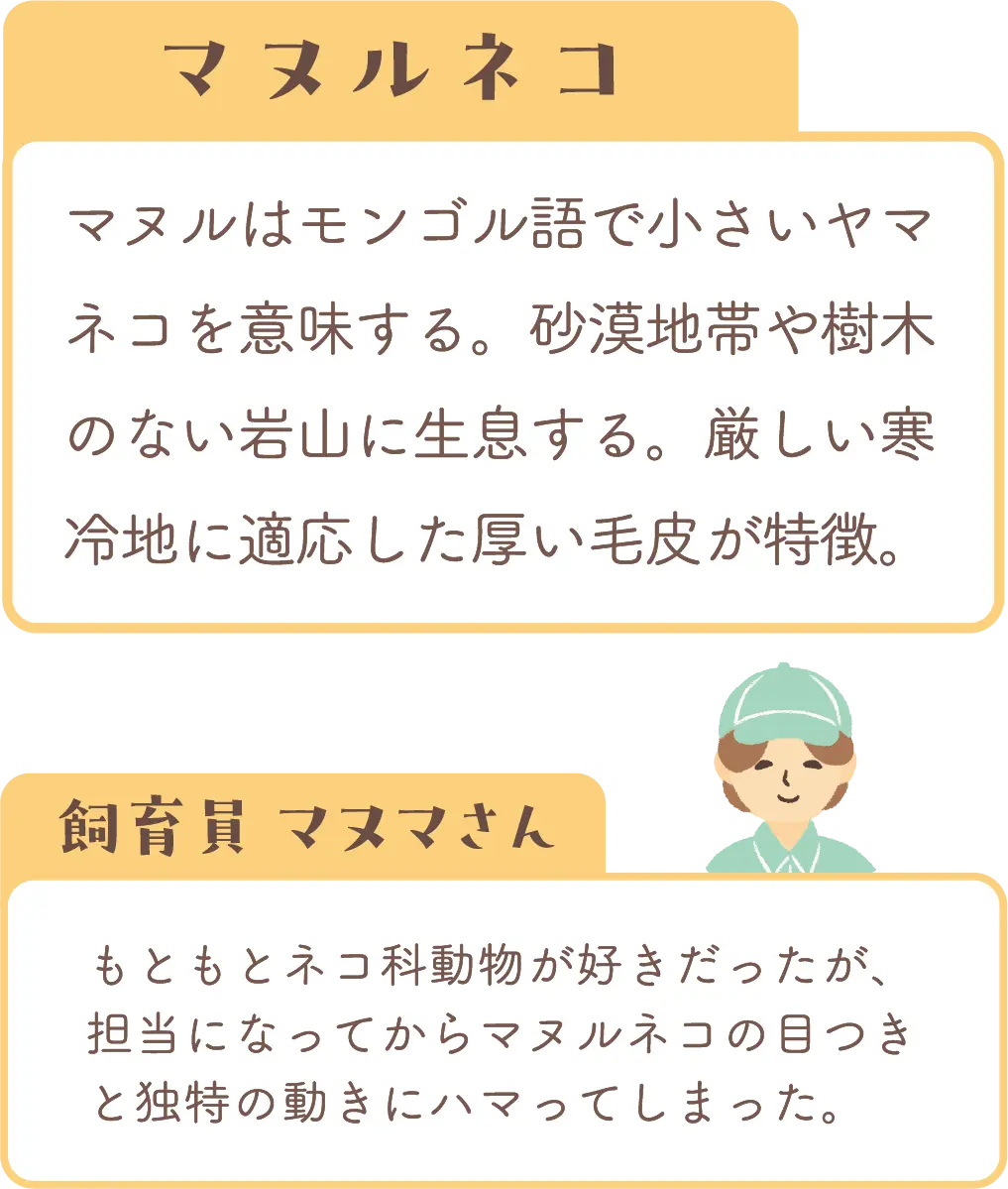 マヌルネコの紹介と飼育員コメント