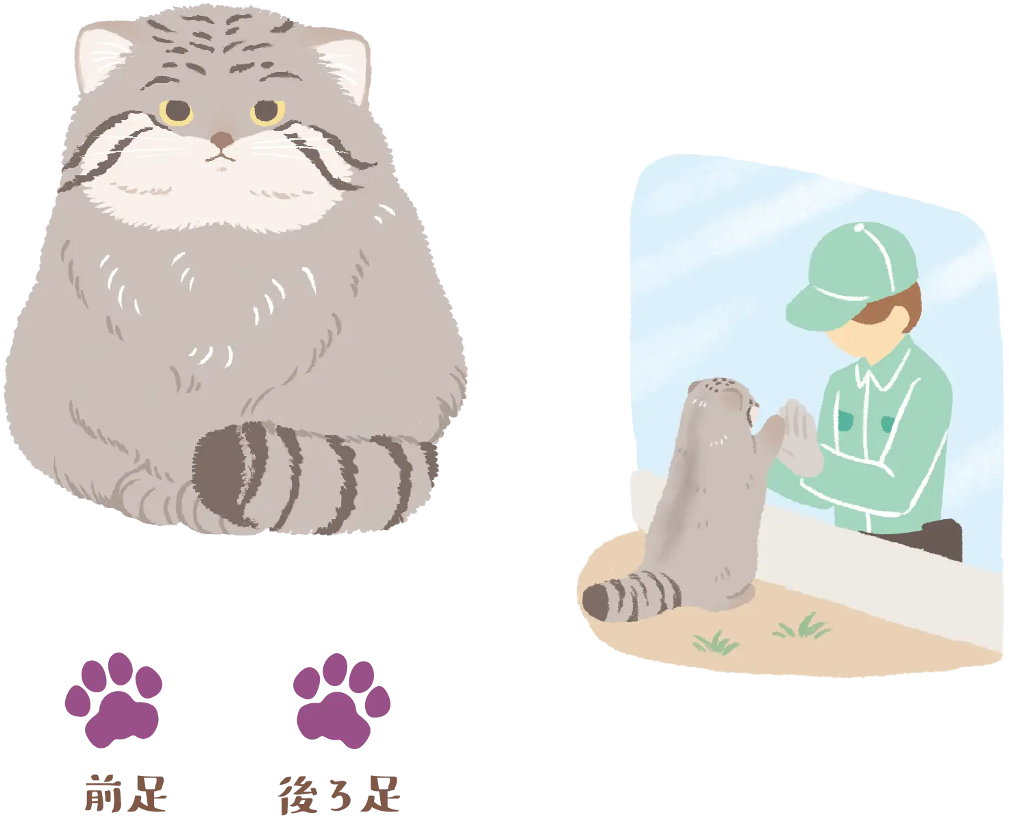 マヌルネコと飼育員のイラスト、前足と後ろ足の足跡