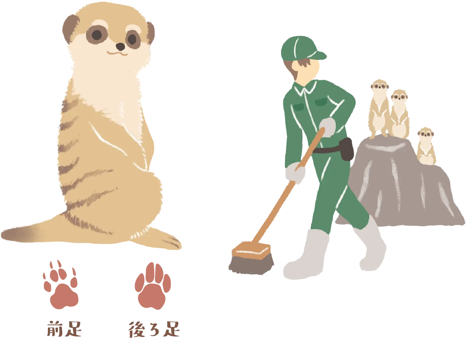 ミーアキャットと飼育員のイラスト、前足と後ろ足の足跡