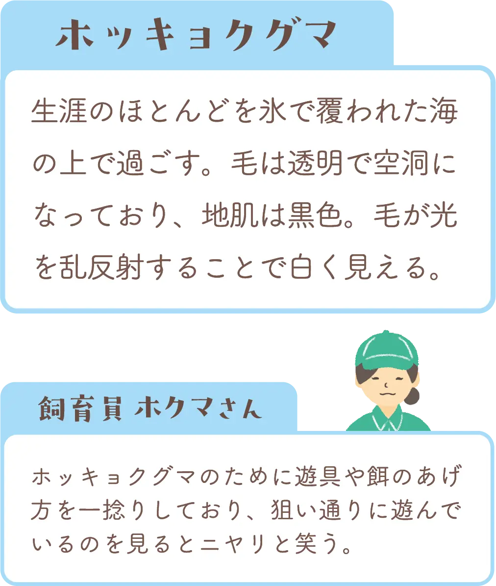 ホッキョクグマの紹介と飼育員コメント