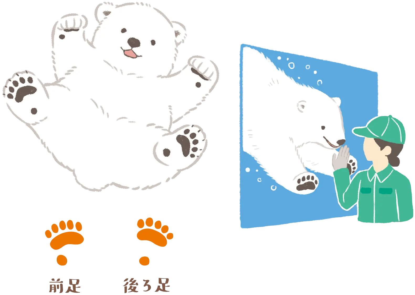 ホッキョクグマと飼育員のイラスト、前足と後ろ足の足跡