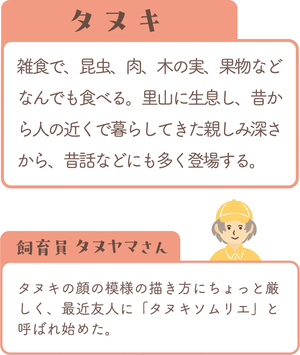 タヌキの紹介と飼育員コメント