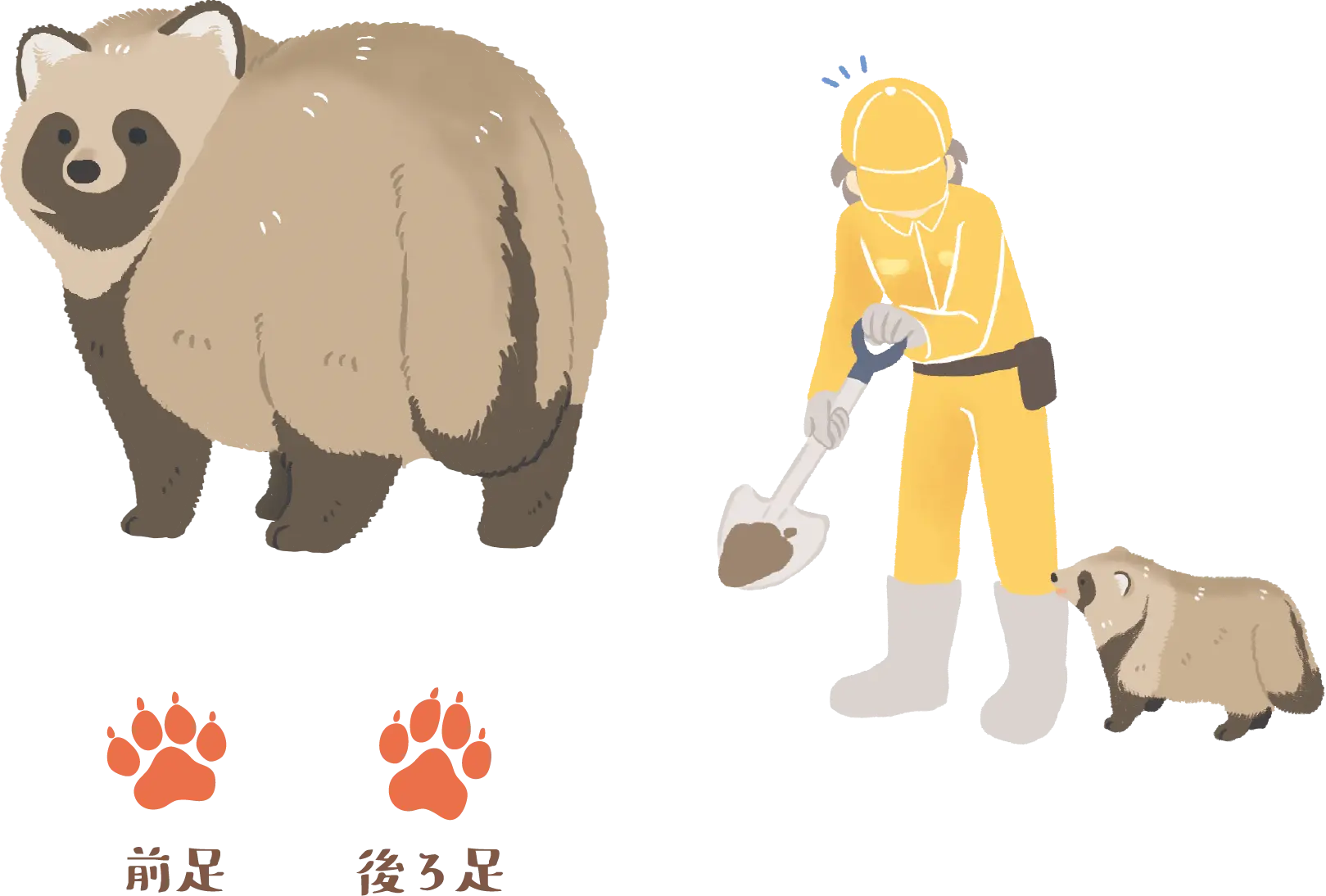 タヌキと飼育員のイラスト、前足と後ろ足の足跡