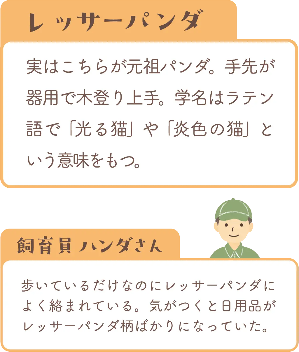レッサーパンダの紹介と飼育員コメント