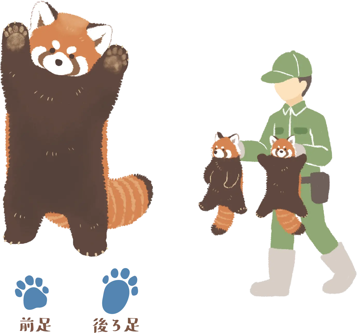 レッサーパンダと飼育員のイラスト、前足と後ろ足の足跡