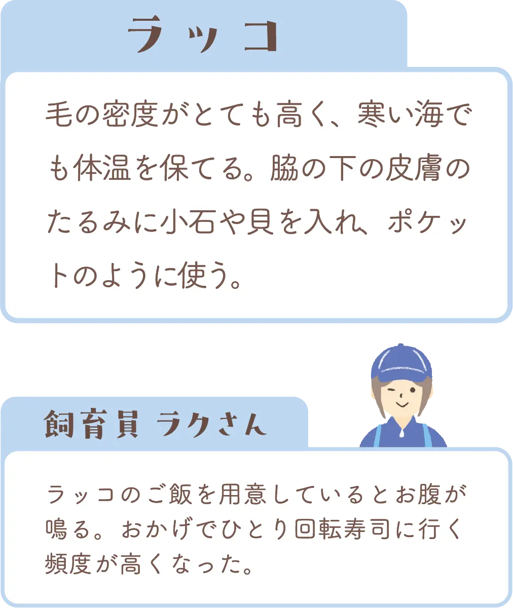 ラッコの紹介と飼育員コメント