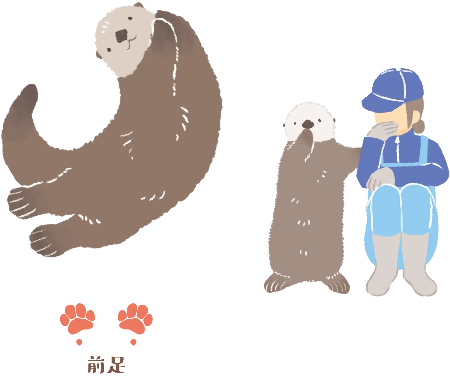 ラッコと飼育員のイラスト、前足と後ろ足の足跡