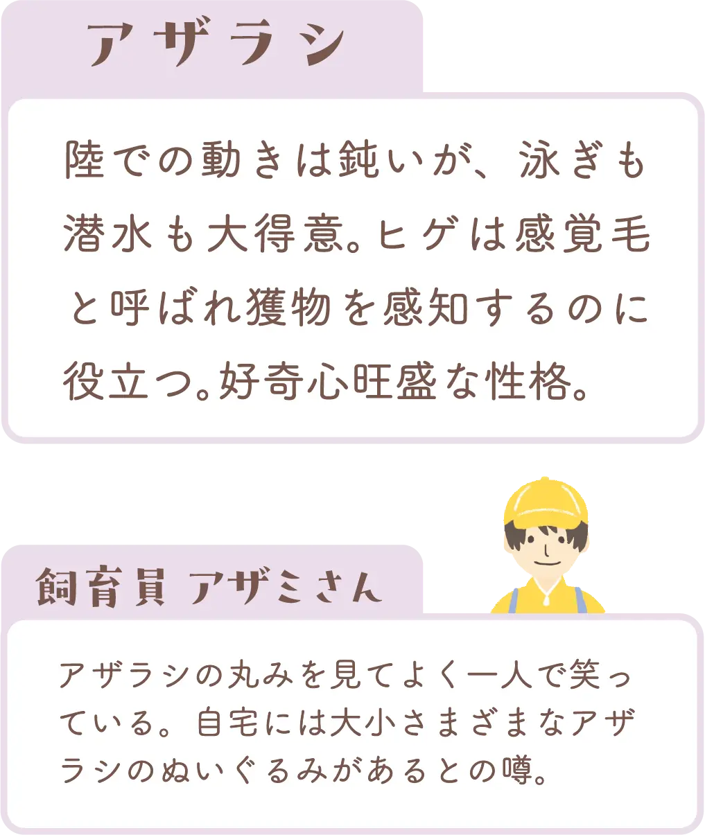 アザラシの紹介と飼育員コメント
