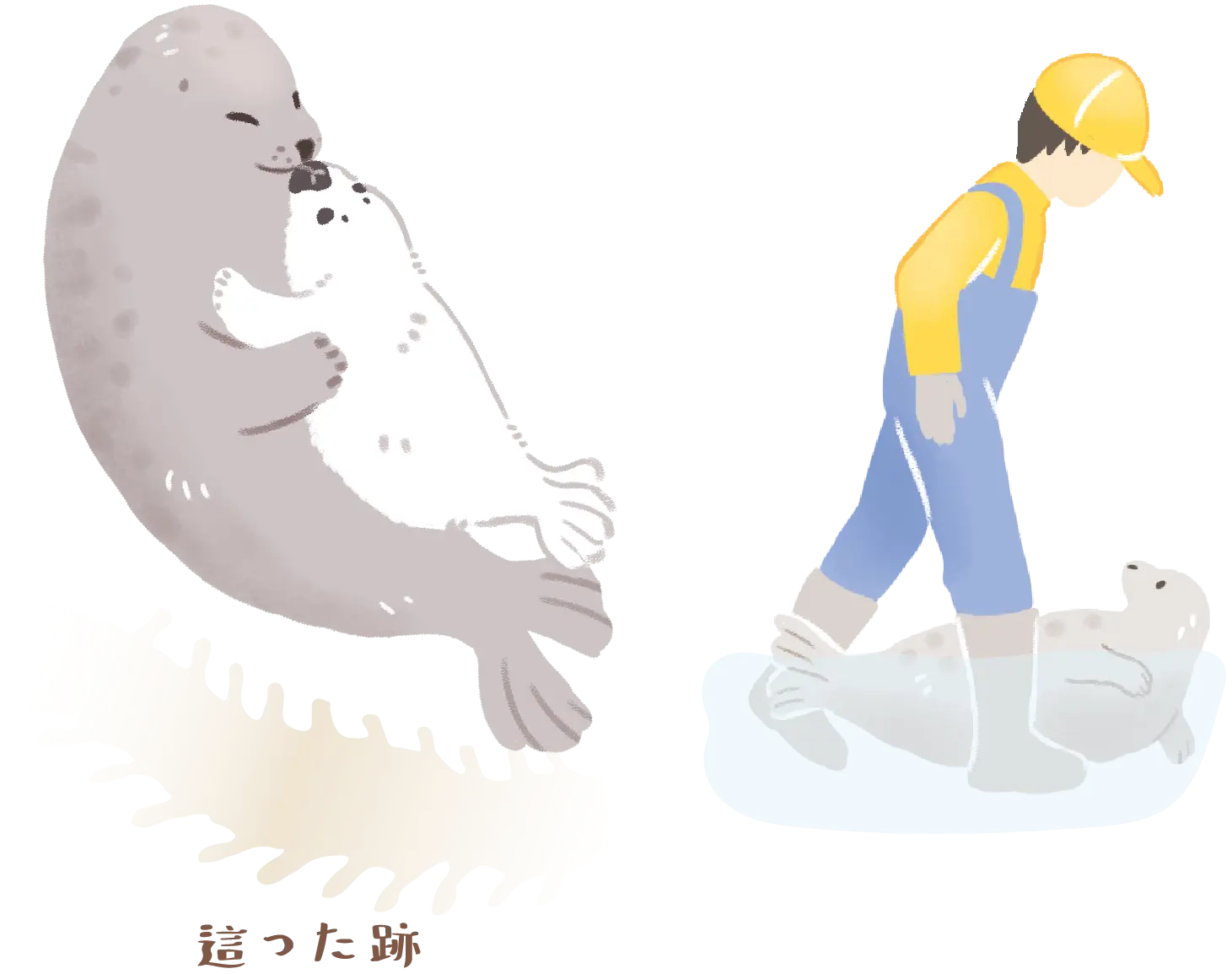 アザラシと飼育員のイラスト、前足と後ろ足の足跡
