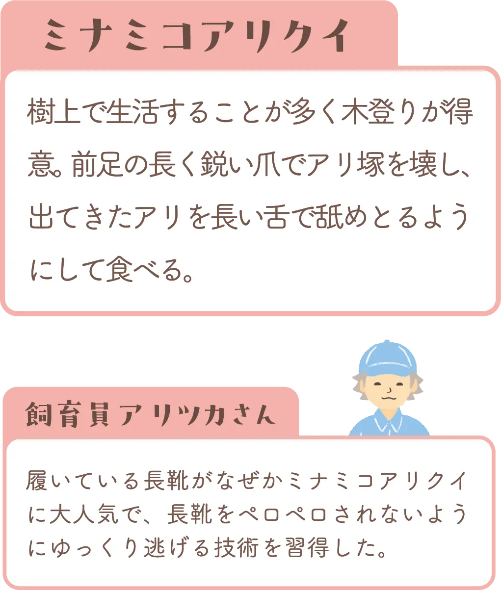 ミナミコアリクイの紹介と飼育員コメント