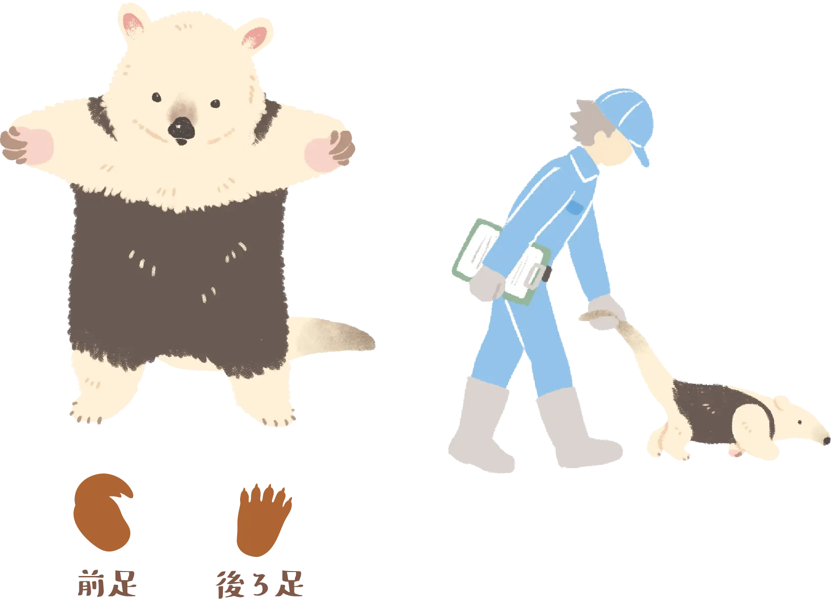 ミナミコアリクイと飼育員のイラスト、前足と後ろ足の足跡
